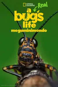 A Real Bug's Life - Megaminimondo (2024) - Serie TV Streaming HD
